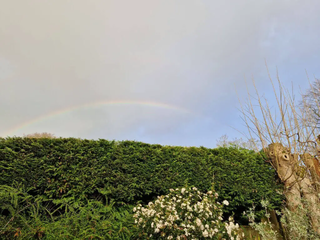 A rainbow against a dark sky above a green hedge