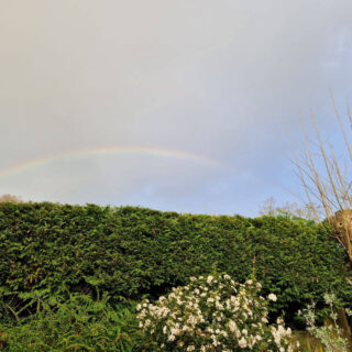 A rainbow against a dark sky above a green hedge