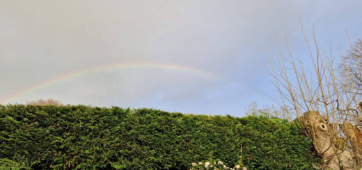 A rainbow against a dark sky above a green hedge