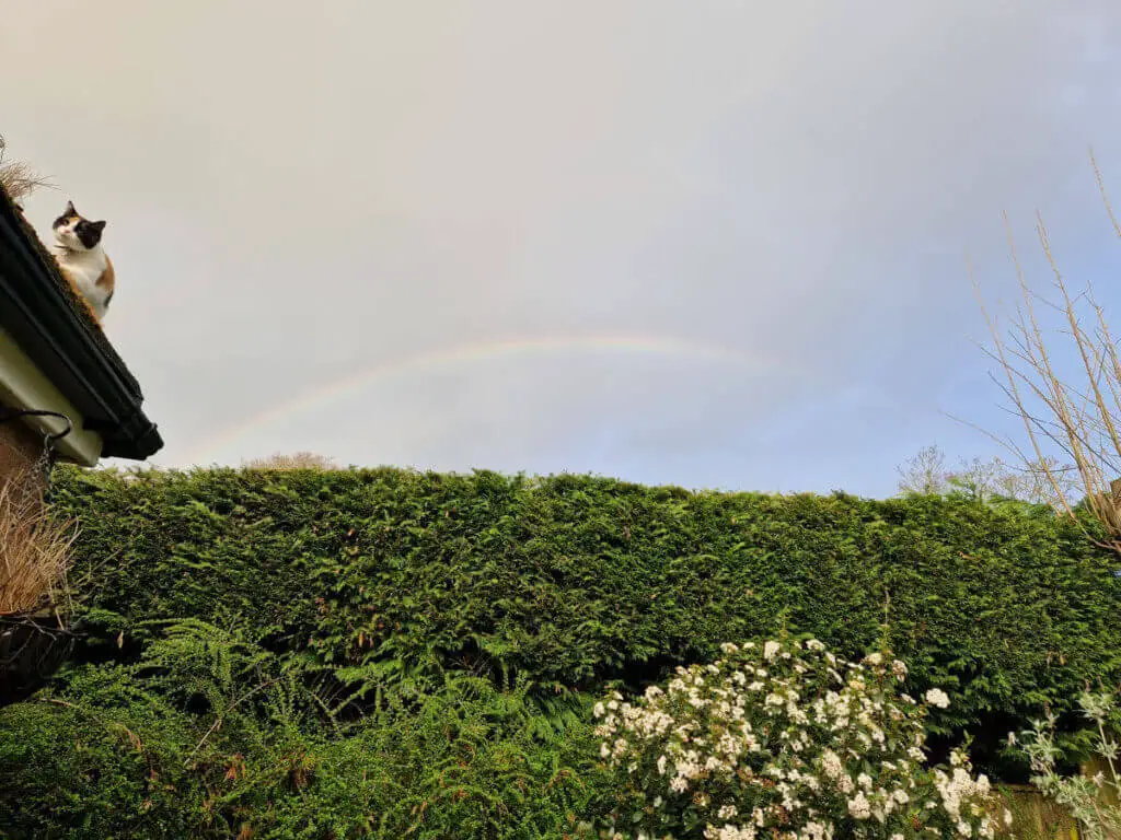 A rainbow against a dark sky above a green hedge. A small calico cat is on a roof edge next to the hedge