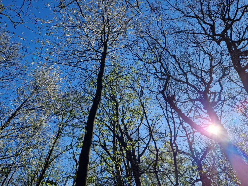 Looking upwards at a sunlit blue sky through tree branches