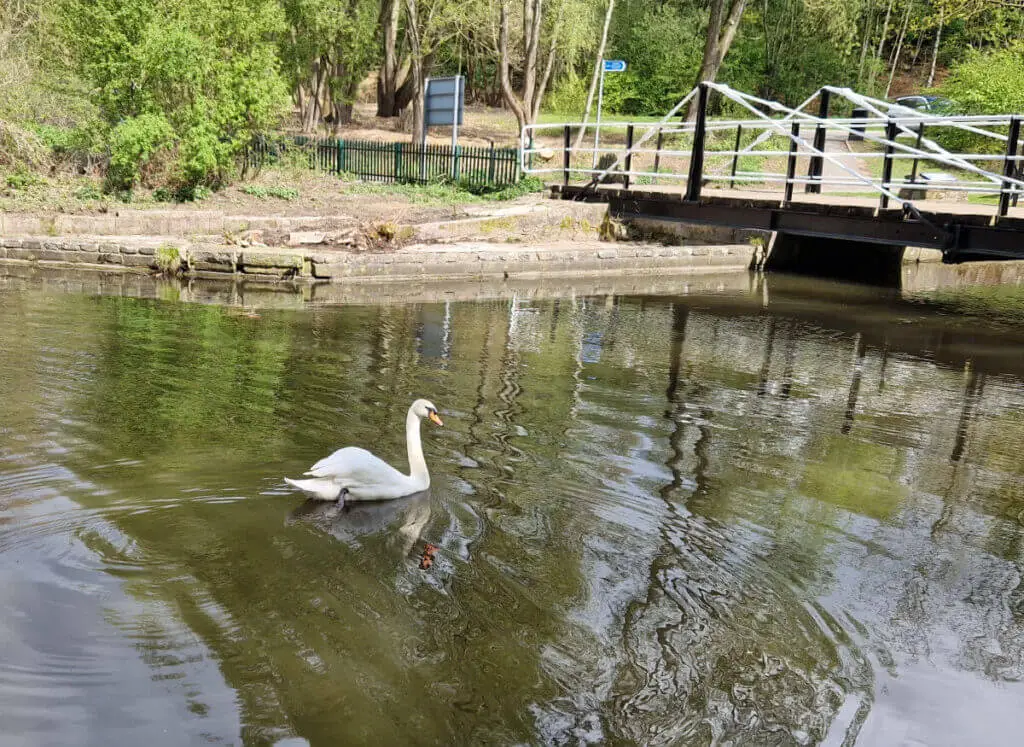 A white swan swimming in a canal near a bridge