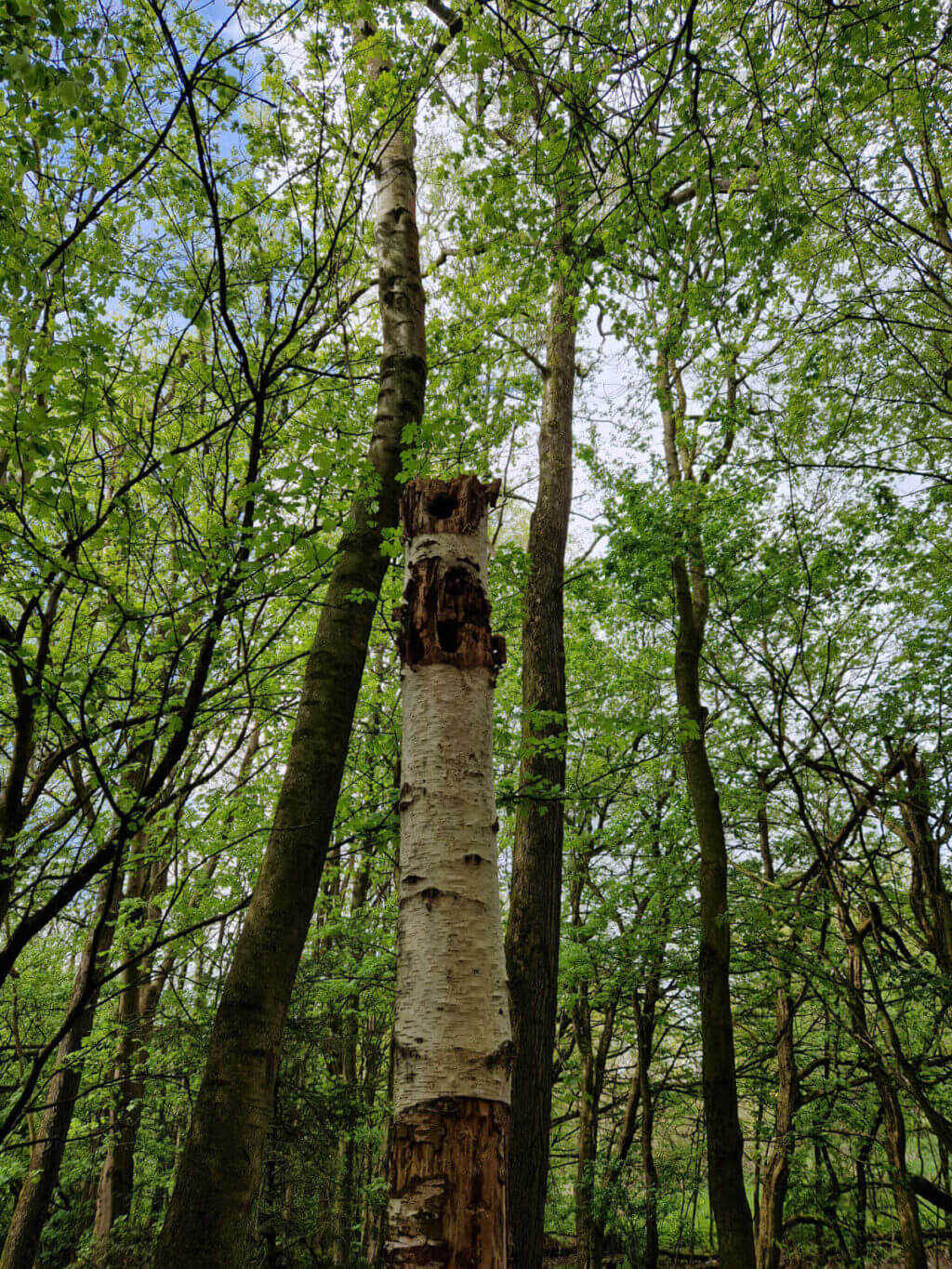 A silver birch tree stump in a wood with two holes in the stump