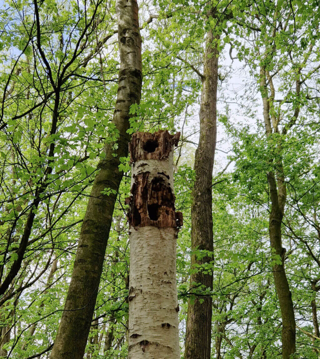 A close up of a silver birch tree stump in a wood with two holes in the stump