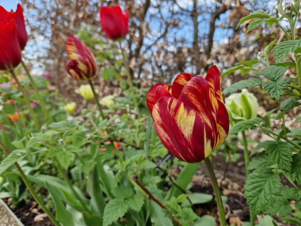 A red and yellow petalled tulip in a flower border