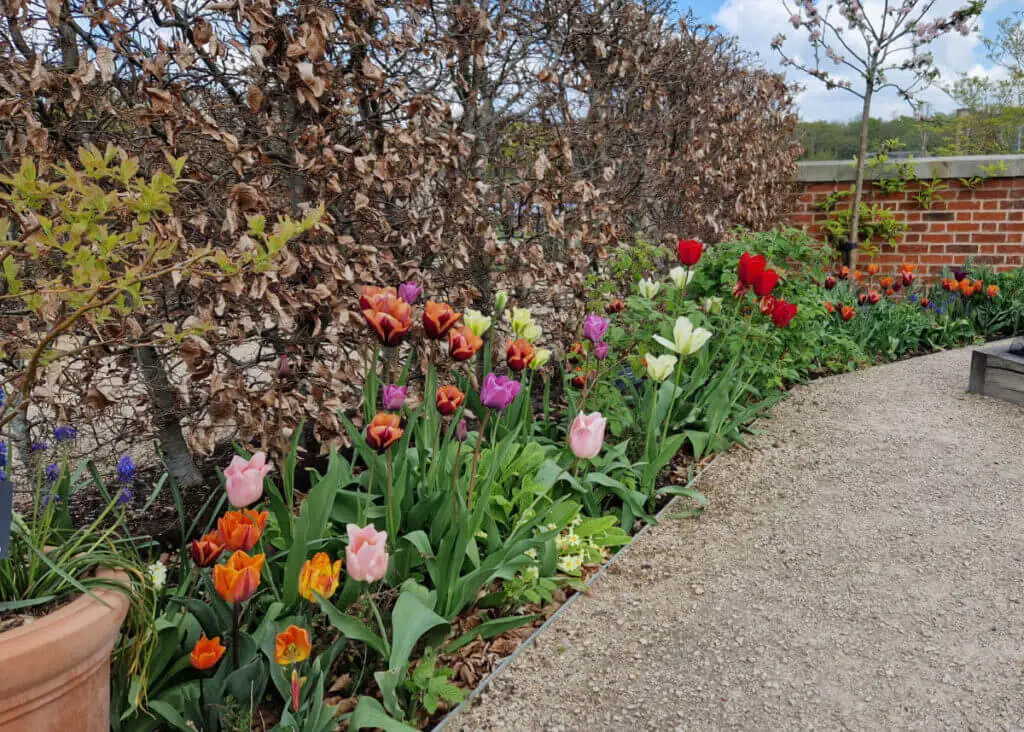 A garden border with a variety of flowering tulips in a range of colours from orange to pink to red