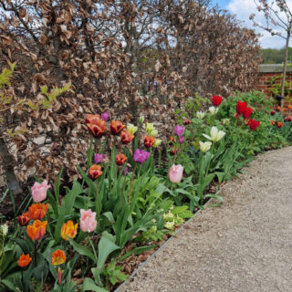 A garden border with a variety of flowering tulips in a range of colours from orange to pink to red