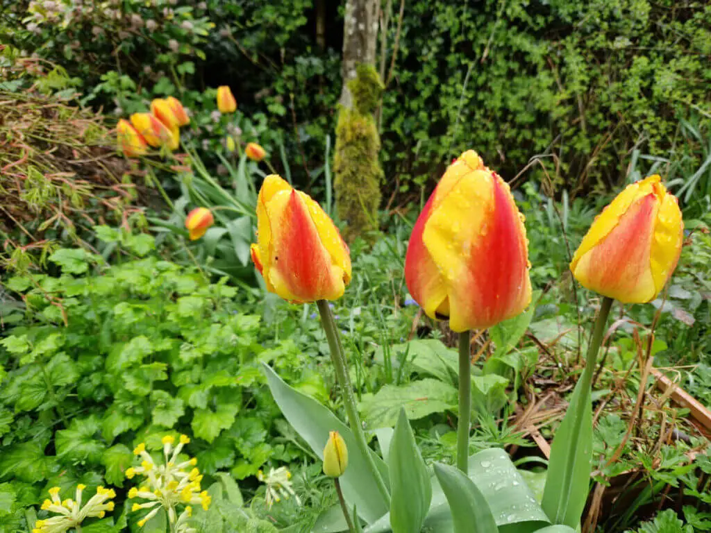 Red and yellow tulips in a garden border