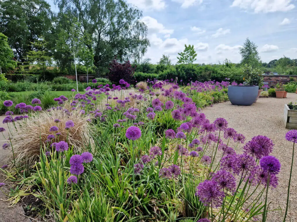 A long garden border between gravel paths, full of purple alliums