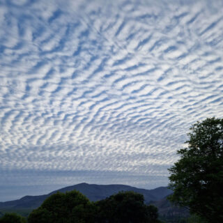 A mackerel sky (rippled clouds) above mountains with a large tree silhouetted in the foreground