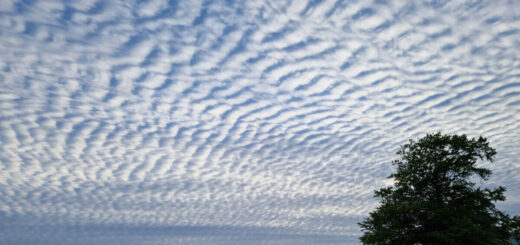 A mackerel sky (rippled clouds) above mountains with a large tree silhouetted in the foreground