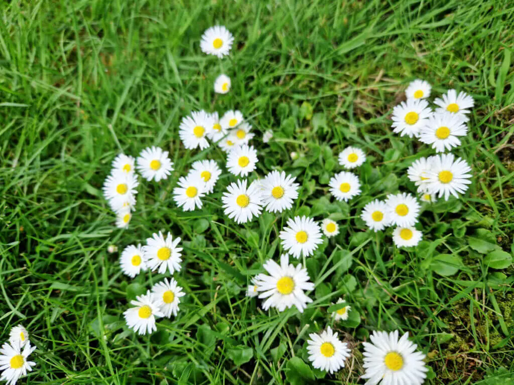 A large clump of white flowers with yellow centres growing in grass