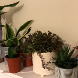 A selection of house plants on a windowsill