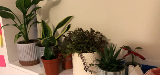 A selection of house plants on a windowsill
