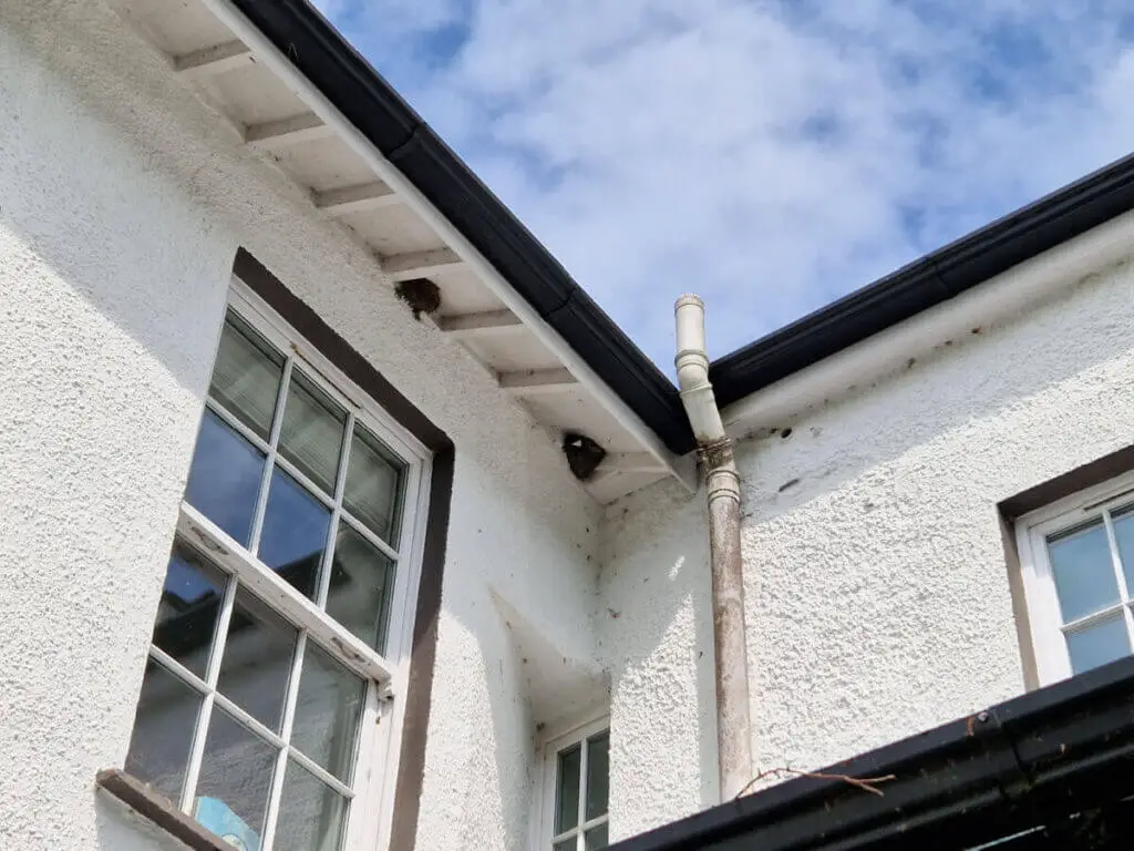 Housemartin nests built into the eaves of a white-rendered house. The sky above is blue with white clouds