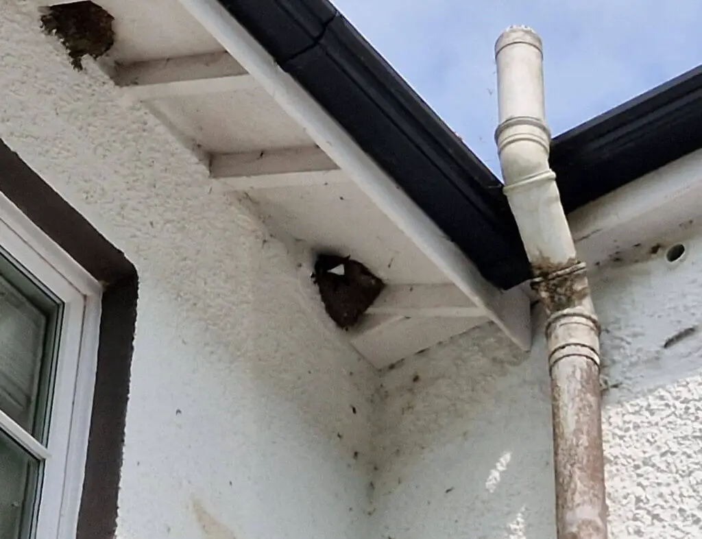 A close up of a housemartin nest built into the eaves of a house. The white head of the bird is poking out of the nest