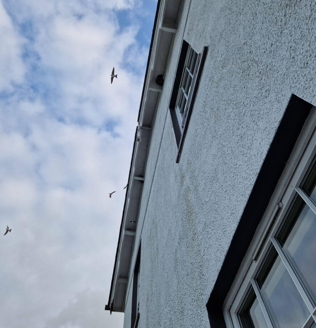 Housemartins wheel in the sky above the house where their nests are built into the eaves