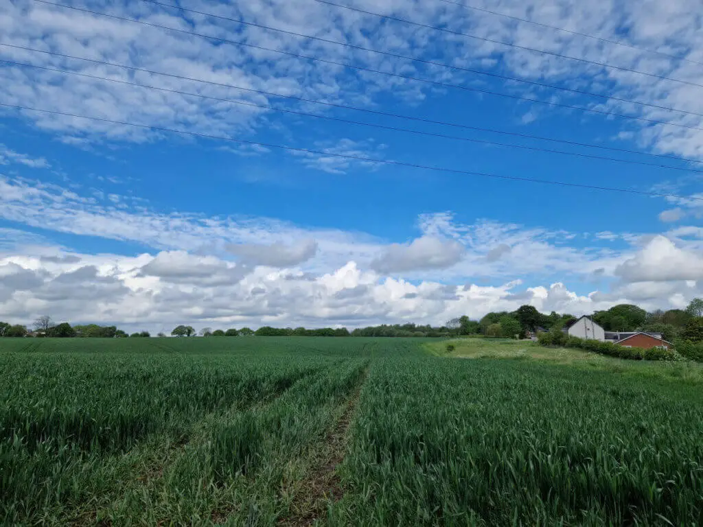 Looking out across a field of green wheat. The eye is drawn down the tractor tracks to the horizon. The sky is blue with white clouds