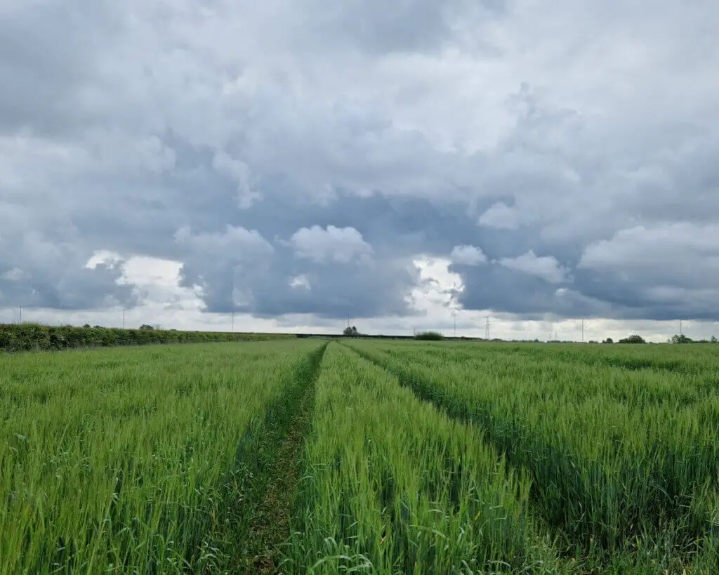 Looking down tractor tracks in a field of wheat to a grey cloudy sky