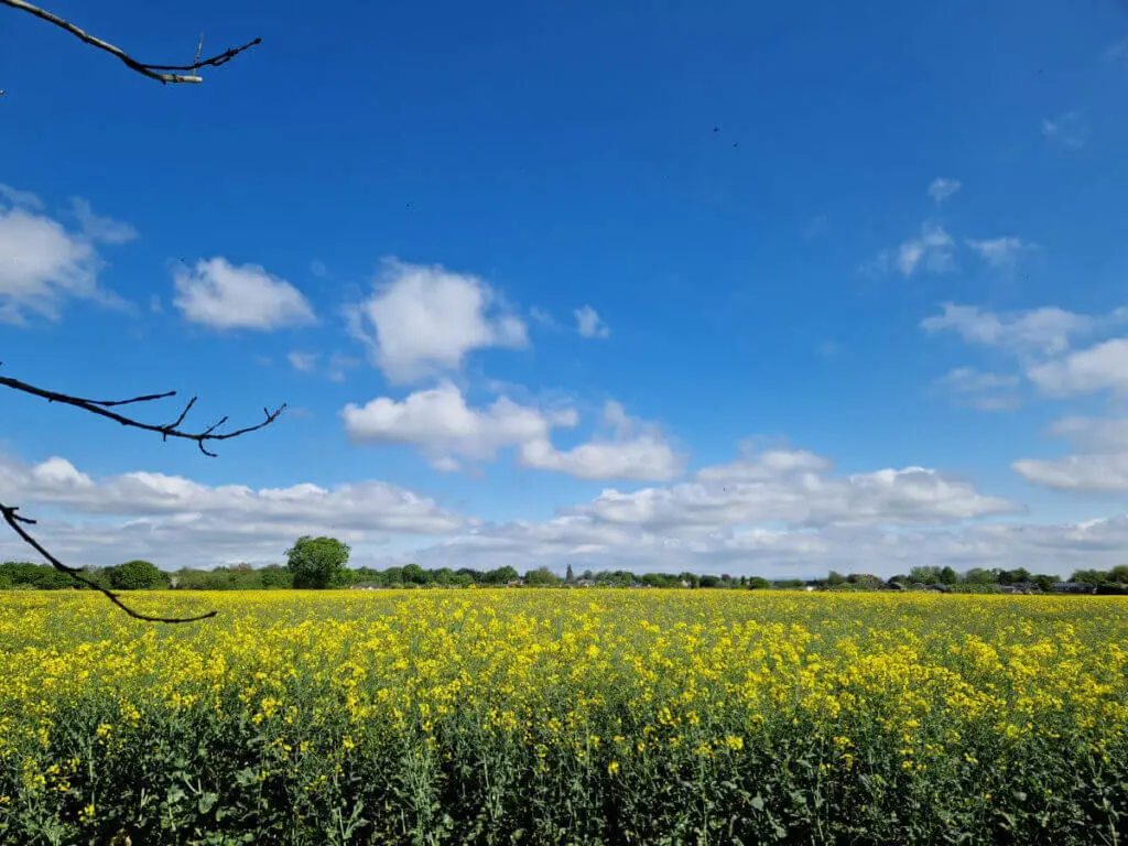 A bright blue sky with white clouds above a field of yellow oilseed rape