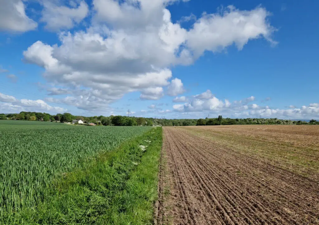 A view which seems to be split into three - a blue sky with white clouds and beneath, a field of green wheat to the left and brown soil to the right