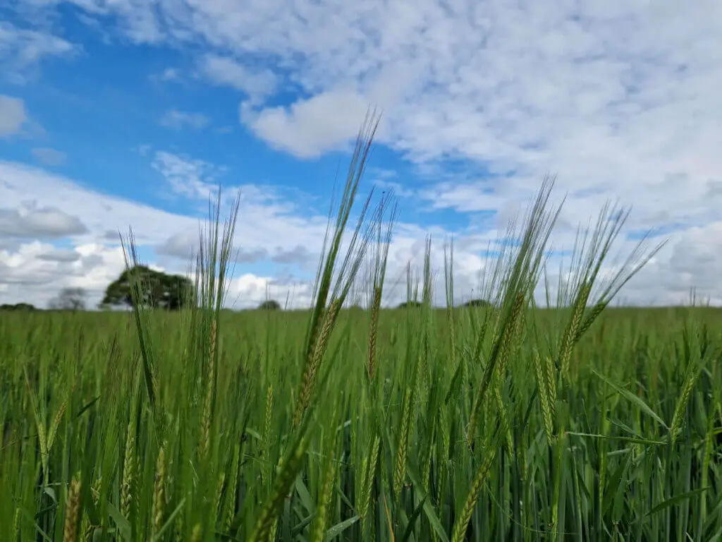 A blue sky with white clouds above a field of green barley