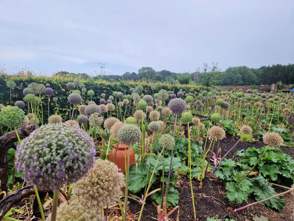 A long garden border of allium seed heads. The sky is grey as it's raining.