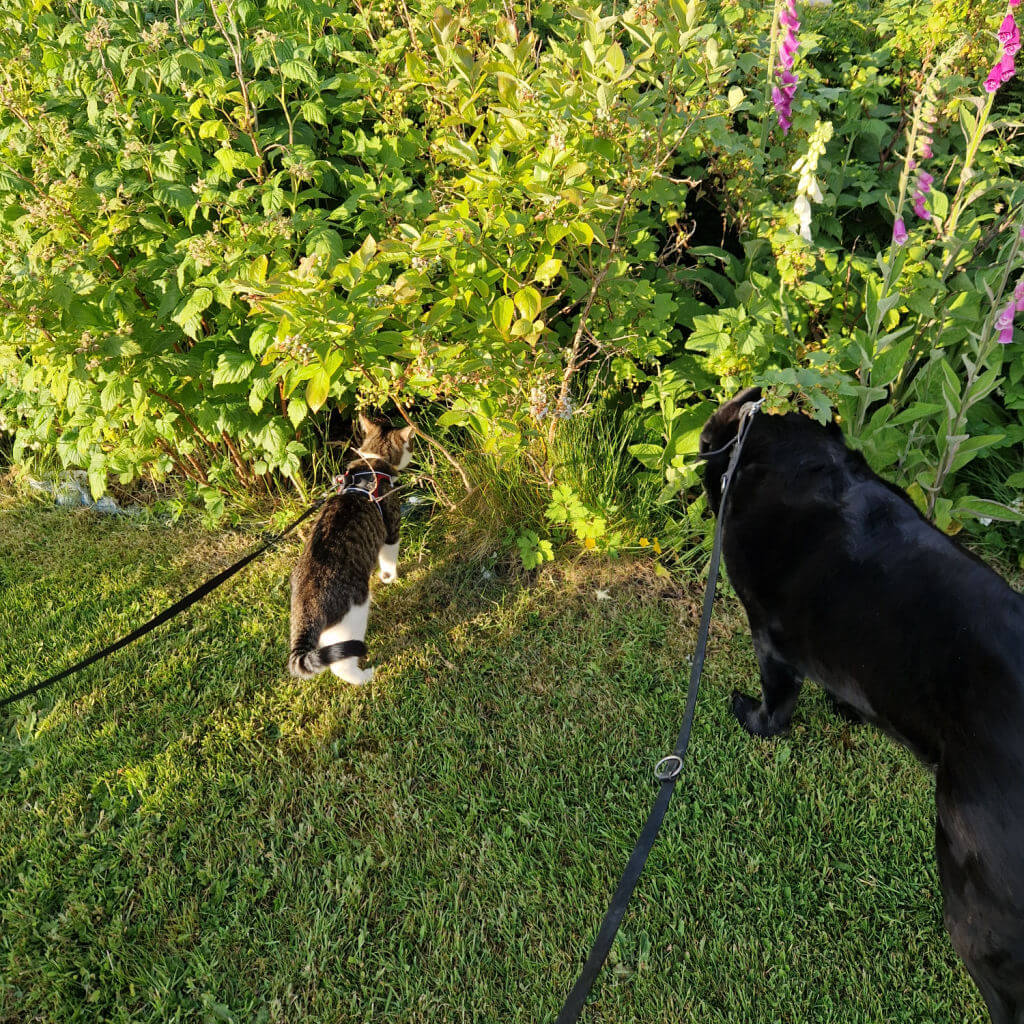 A small tabby and white cat in a red harness with a black lead is smelling the plants next to a large black dog, also on a lead