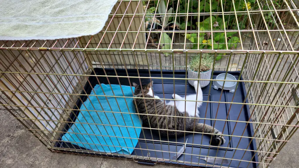 A cat is lying in a large wire crate in a garden