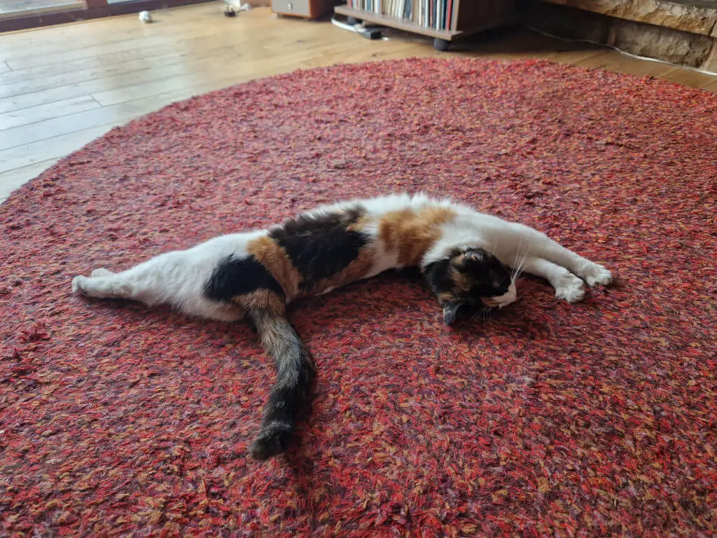A ginger, black and white cat is stretched out on a red rug on a wooden floor