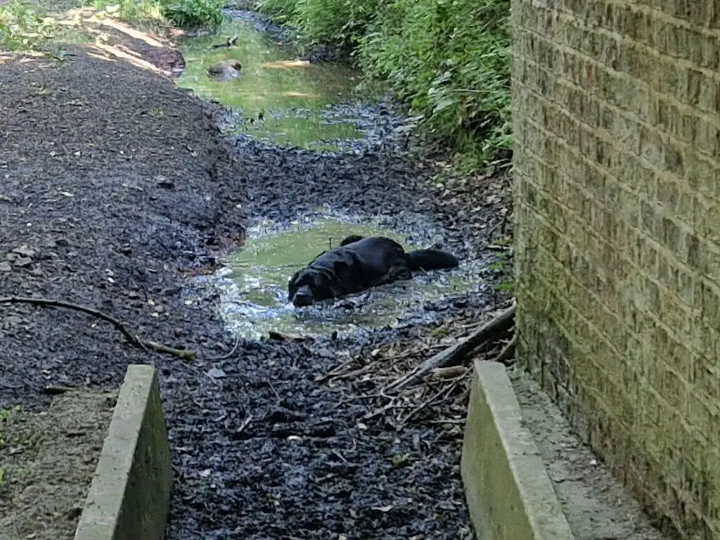 A black dog wallows in a muddy puddle next to a footpath