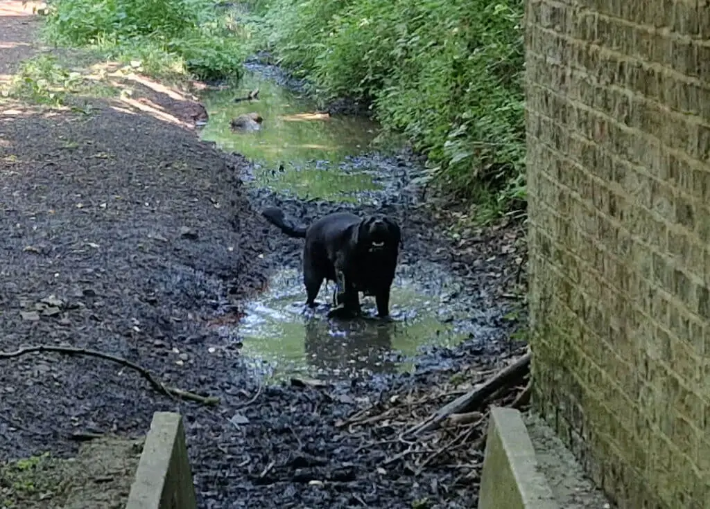 A black dog is standing in a muddle puddle grinning at the camera