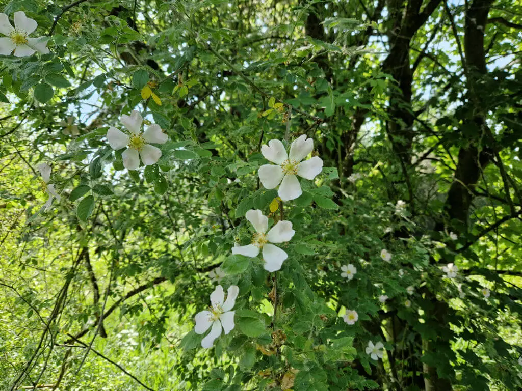 A close up of white five-petalled dog rose flowers