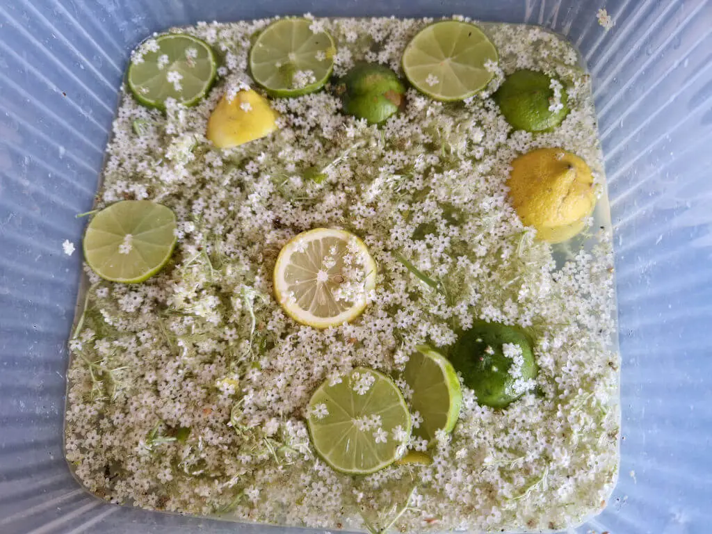Elderflowers steeping in sugar solution with sliced lemons and limes
