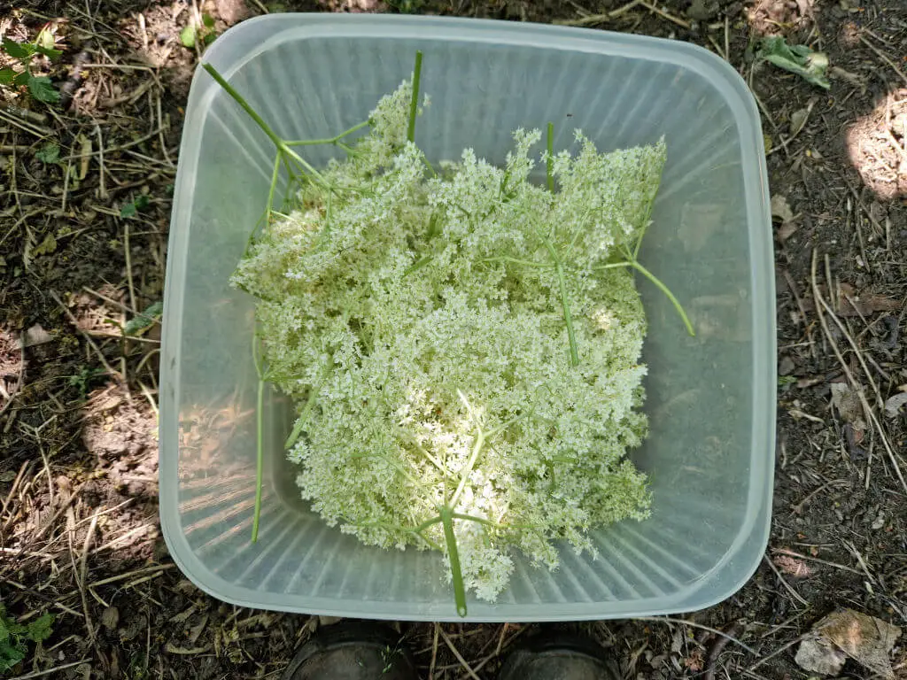 A square plastic box containing white elderflower heads. The box is on the ground in a woodland with Christine's boots in the photo for context