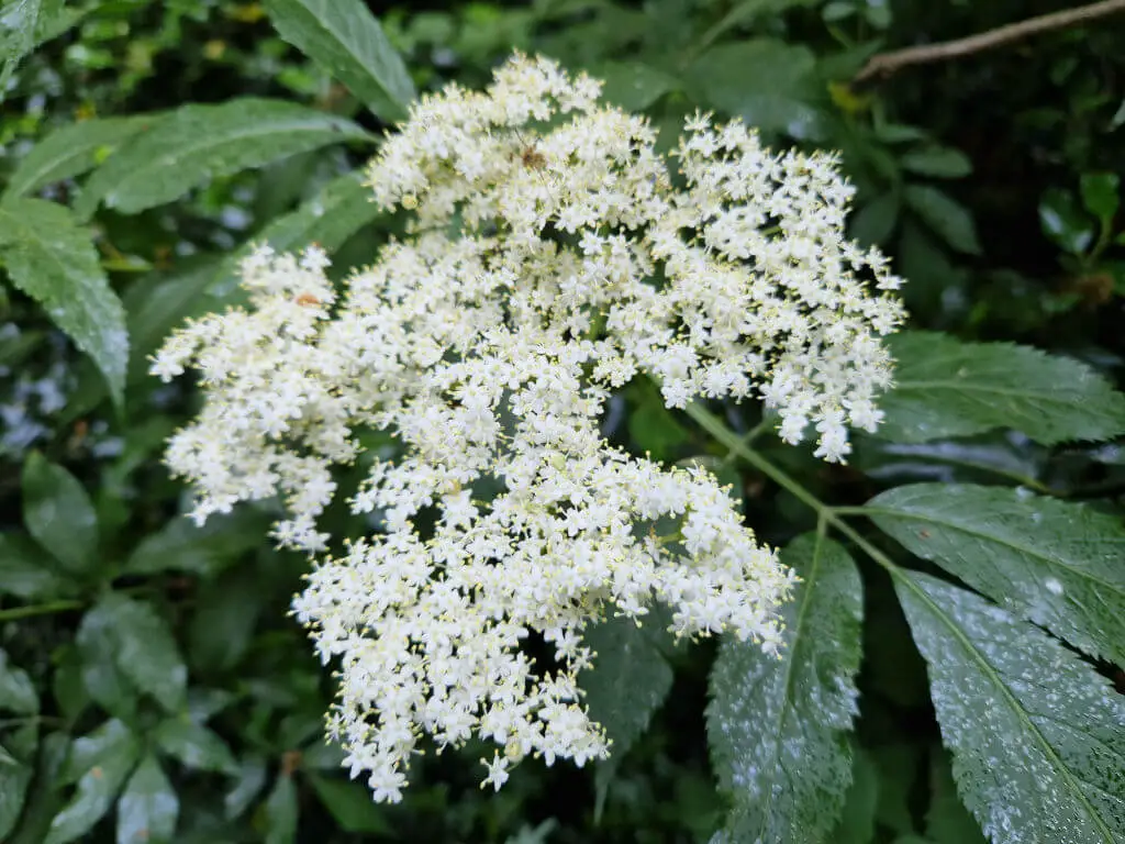 A close up of white elderflower flowers surrounded by green leaves