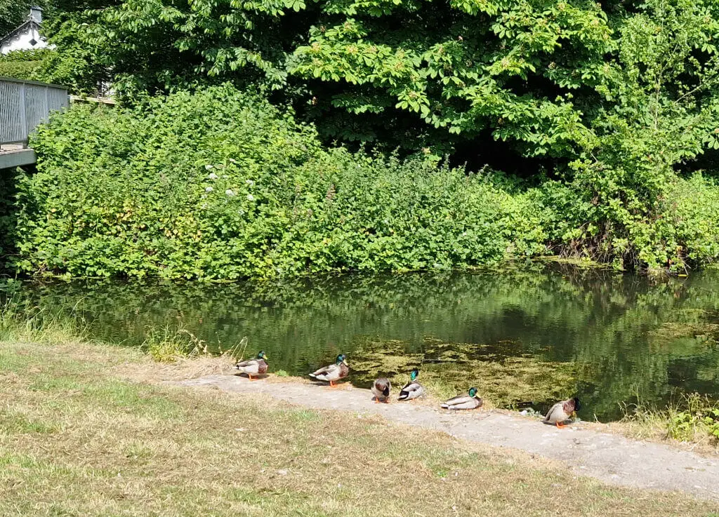 Six male mallard ducks sitting on a canal bank in a line