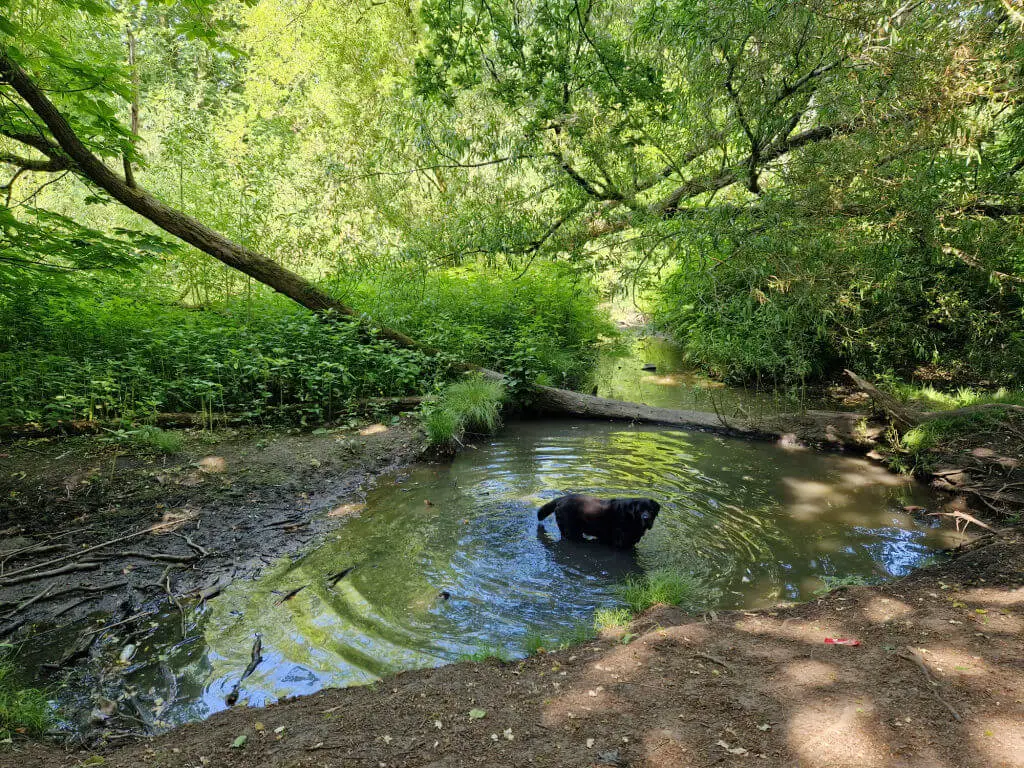 A black dog is in a woodland pond. The water level is very low and you can see the bottom of the pond
