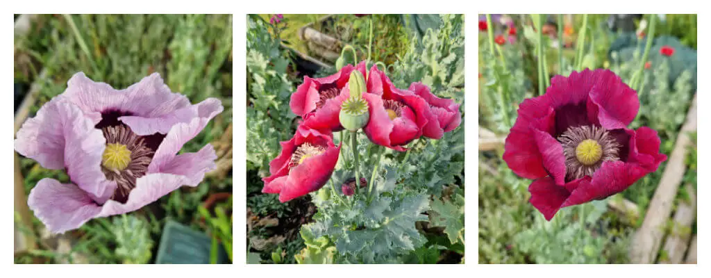 A collage of three papaver somniferum (opium poppies) in shades of pink and lilac