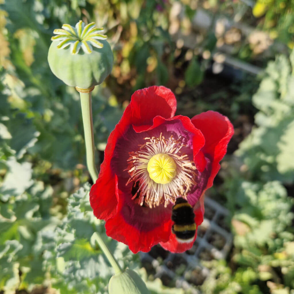 A cherry red poppy flower with a bee inside gathering the pollen and another been approaching the flower