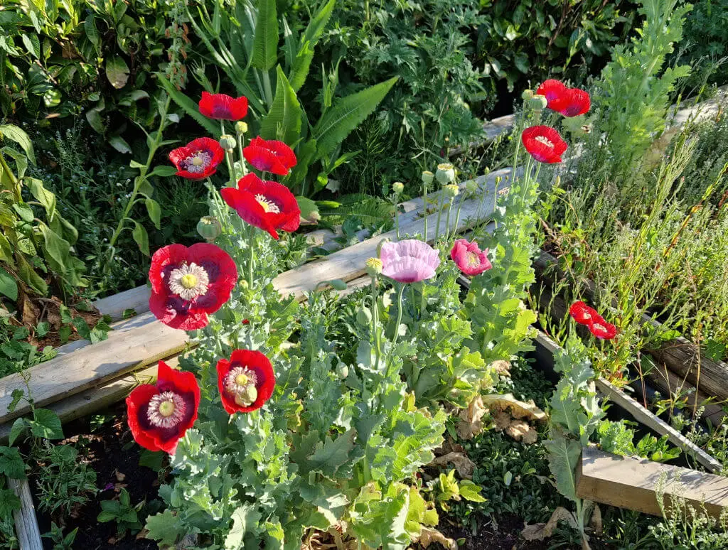 Groups of poppy plants with flowers in shades of cherry red and lilac