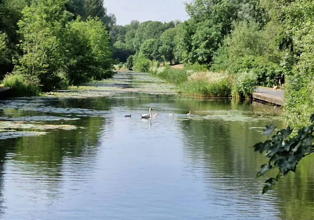 A white swan in a canal surrounded by grey cygnets