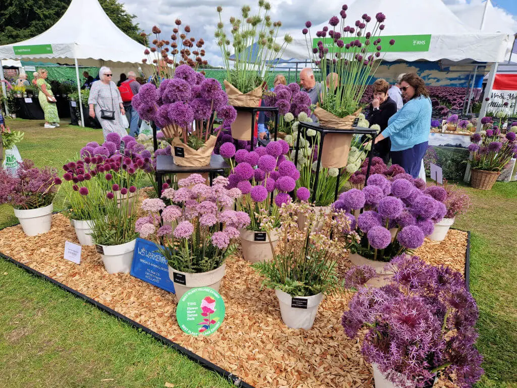A display of purple allium plants with tall flower heads at RHS Tatton Show 2023