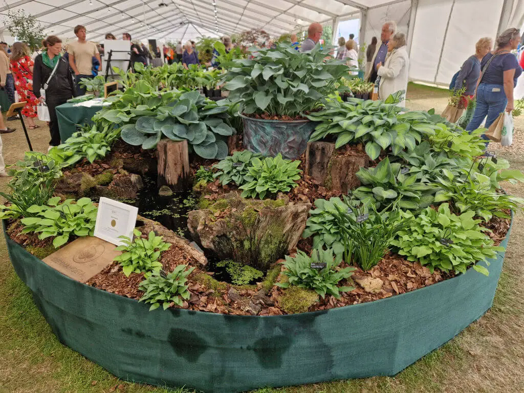 A circular display of green leaved hosta plants at RHS Tatton Show 2023 