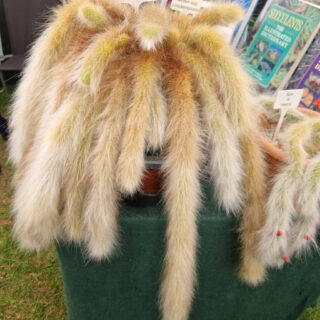 A large cream-coloured cactus with furry legs (it looks a bit like a huge spider!) is sitting on a green table