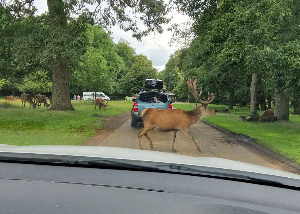 A large red deer walks across a road between stationary cars. The photo is taken from a car window.