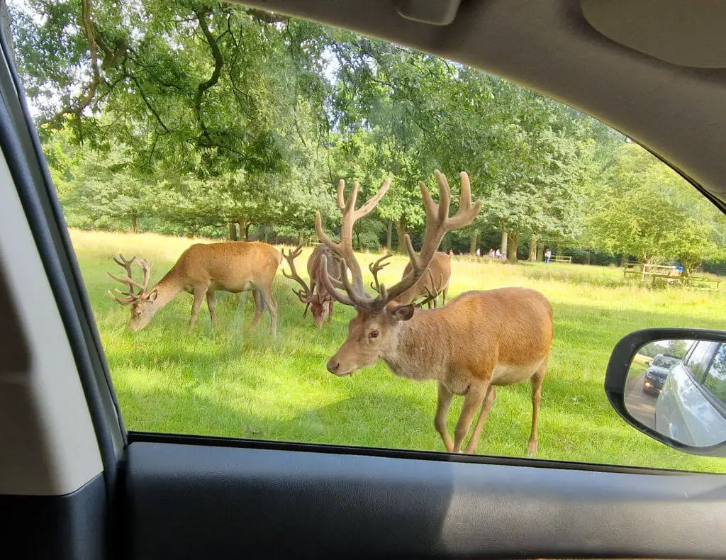 A group of red deer on a grassy area next to a road. The photo is taken from a car window.