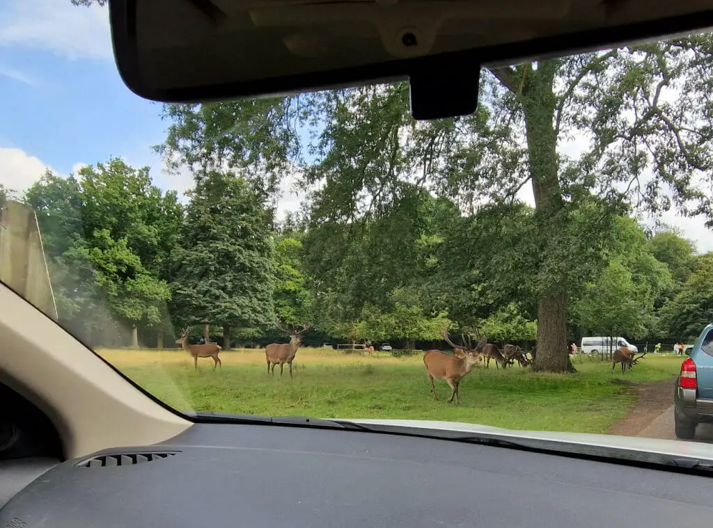 A group of red deer standing under a tree. The photo is taken from a car window.