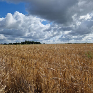 A field of golden barley with a group of dark trees in the distance for context. Above, the blue sky is partly covered with large white and one black cloud