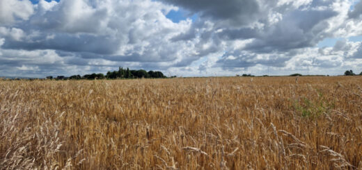 A field of golden barley with a group of dark trees in the distance for context. Above, the blue sky is partly covered with large white and one black cloud